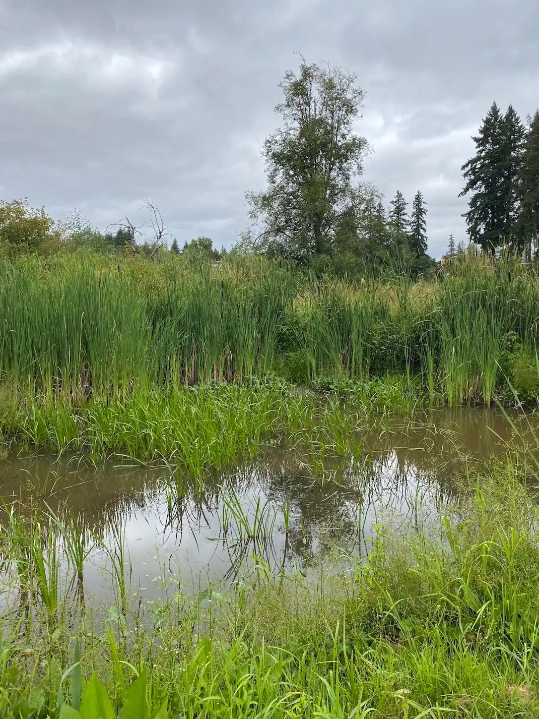 Vegetation in Langley (BC) restored by one of PERCS’ partner organizations