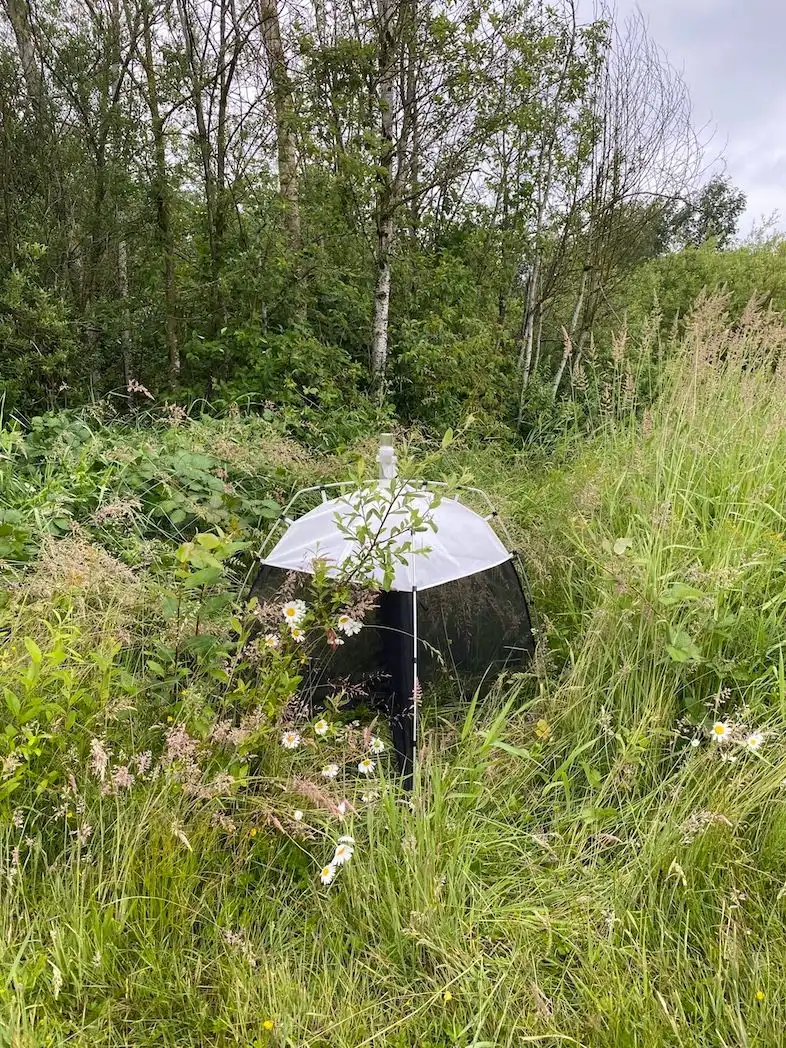 The project is also measuring insect presence in non-production perennial vegetation on agricultural land. The photo shows an insect trap set on a blueberry farm in Abbotsford (BC).